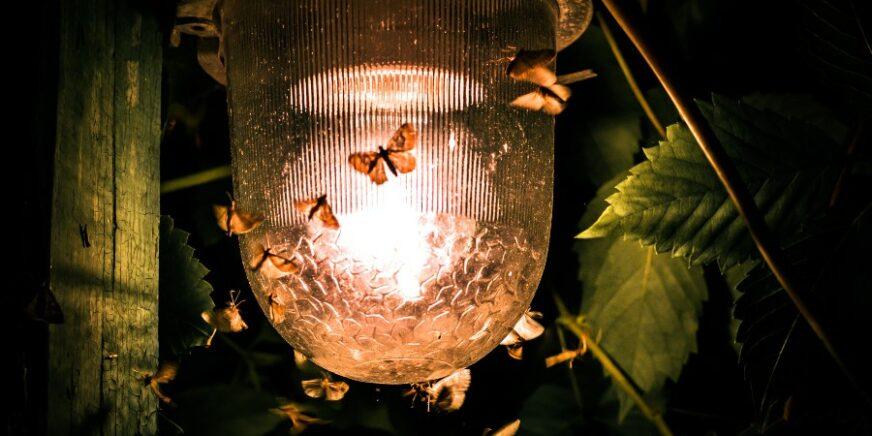 Warum werden Insekten von Licht angezogen? - Spektrum der Wissenschaft