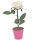 LED Rose wei&szlig;/pink
