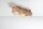 Deckenlampe 3-flammig 36 cm klein Holz GU10 wohnlich