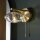Wandleuchte mit Schalter IP44 Metall Glas in Messing G9