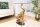 Beistelltisch Hartglas Marmor Metall in Gold Schwarz Elefant