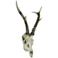 Deko Jagdtrophäe Reh Schädel B: 39 cm Polyresin...