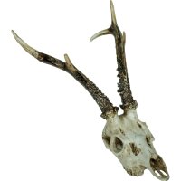 Deko Jagdtrophäe Reh Schädel B: 39 cm Polyresin...
