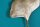Garderobenhaken Metall Handarbeit in Gold Ginko Design