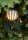 LED Akku Tischlampe dimmbar Schwarz IP44 40 cm Terrasse