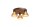 LED Deckenlampe 3000K Glas Bronze-Braun Bernstein